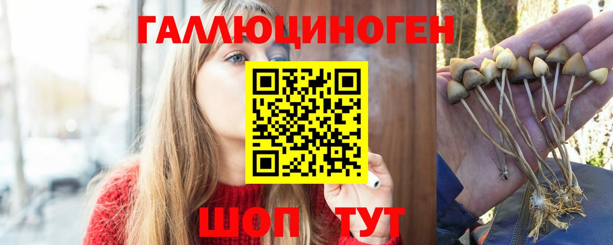 Галлюциногенные грибы Psilocybine cubensis Екатеринбург